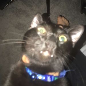 Meet your Posher, Dariel